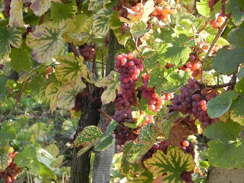 Alsace med Cathriine og Karsten.