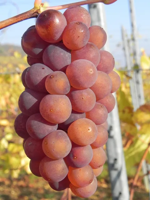 Alsace med Cathriine og Karsten.