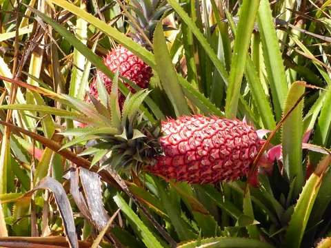 Besøg på Dole Plantation, hvor vi kigger på ananas.