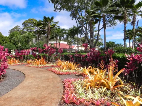 Besøg på Dole Plantation, hvor vi kigger på ananas.