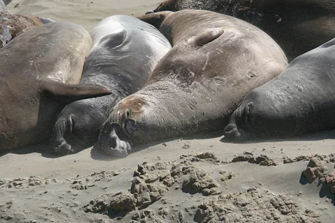 Søelefanter ved Elephant Seal Vista Point på Highway 1, nær San Simeon, Californien, USA