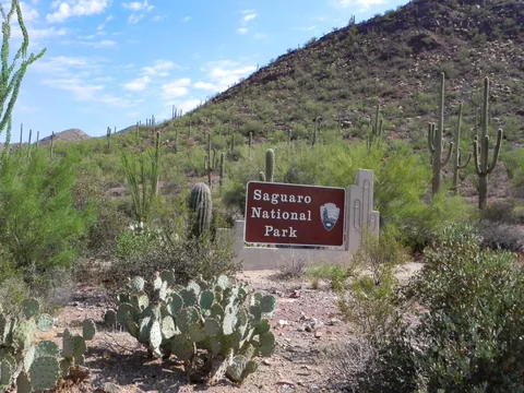 Saguaro National Park, Tucson, Arizona, USA