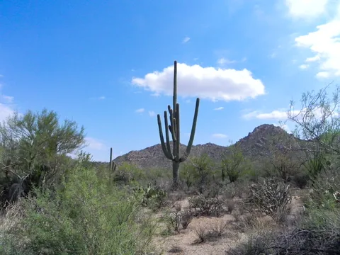 Saguaro National Park, Tucson, Arizona, USA