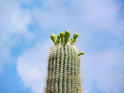 Saguaro National Park, Tucson, Arizona, USA