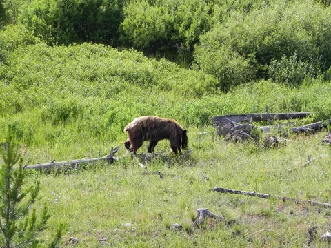 Yellowstone National Parl, Wyoming, USA. Det mest fantastiske og magiske sted i verden, med vandfald, geysere, vilde bjørne, ulve, elge og meget mere. Prøv det en gang, og du bliver afhængig.