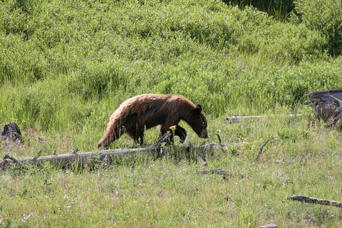 Yellowstone National Parl, Wyoming, USA. Det mest fantastiske og magiske sted i verden, med vandfald, geysere, vilde bjørne, ulve, elge og meget mere. Prøv det en gang, og du bliver afhængig.