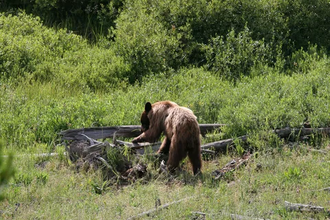 Yellowstone National Parl, Wyoming, USA. Det mest fantastiske og magiske sted i verden, med vandfald, geysere, vilde bjørne, ulve, elge og meget mere. Prøv det en gang, og du bliver afhængig.
