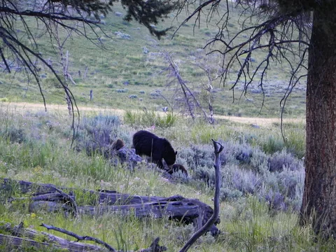 Yellowstone National Parl, Wyoming, USA. Det mest fantastiske og magiske sted i verden, med vandfald, geysere, vilde bjørne, ulve, elge og meget mere. Prøv det en gang, og du bliver afhængig.