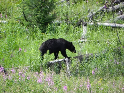 Yellowstone National Parl, Wyoming, USA. Det mest fantastiske og magiske sted i verden, med vandfald, geysere, vilde bjørne, ulve, elge og meget mere. Prøv det en gang, og du bliver afhængig.