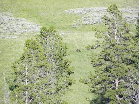 Yellowstone National Parl, Wyoming, USA. Det mest fantastiske og magiske sted i verden, med vandfald, geysere, vilde bjørne, ulve, elge og meget mere. Prøv det en gang, og du bliver afhængig.