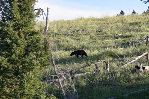 Yellowstone National Parl, Wyoming, USA. Det mest fantastiske og magiske sted i verden, med vandfald, geysere, vilde bjørne, ulve, elge og meget mere. Prøv det en gang, og du bliver afhængig.