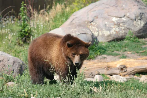 Montana Grizzly Encounter, Bozeman, Montana, USA. Bamser der har været holdt som kæledyr da de var små, og derfor ikke igen kan udsættes i naturen, derudover er de ikke fra området. Her bruges de blandt andet til undervisning om grizzlybjørne.