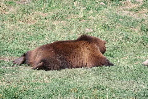 Montana Grizzly Encounter, Bozeman, Montana, USA. Bamser der har været holdt som kæledyr da de var små, og derfor ikke igen kan udsættes i naturen, derudover er de ikke fra området. Her bruges de blandt andet til undervisning om grizzlybjørne.
