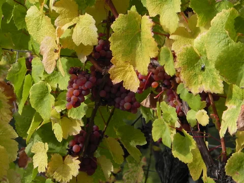 Det som det hele handler om, vinmarker og vindruer i Alsace, Frankrig