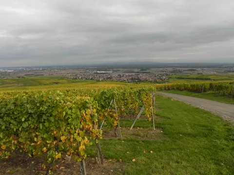 Det som det hele handler om, vinmarker og vindruer i Alsace, Frankrig
