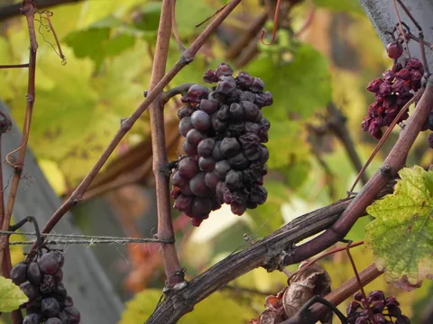 Det som det hele handler om, vinmarker og vindruer i Alsace, Frankrig