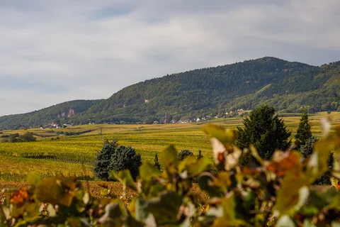 Vinmarker i Alsace