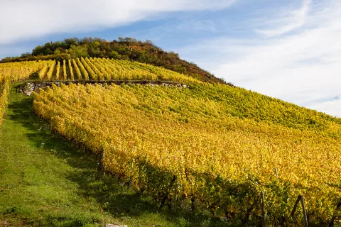 Vinmarker i Alsace