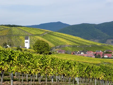 Vinmarker i Alsace