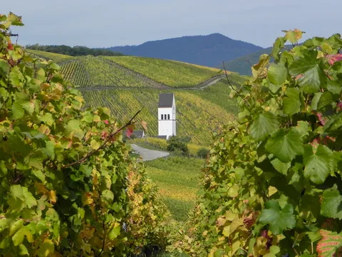 Vinmarker i Alsace