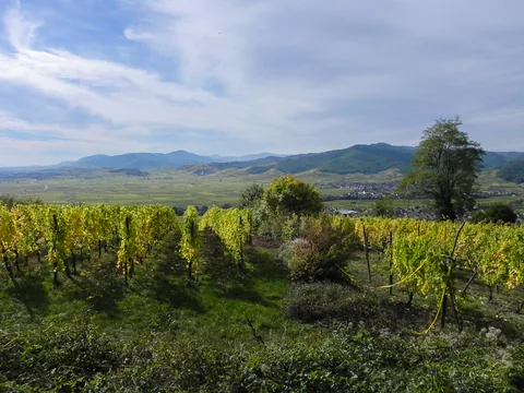 Udsigten fra toppen af Grand Cru Mambourg ved Sigolsheim, Alsace, Frankrig