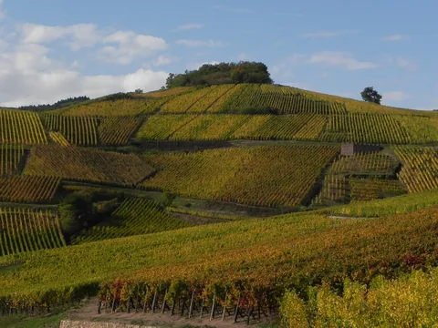 Grand Cru Brand, Turckheim, Alsace, Frankrig