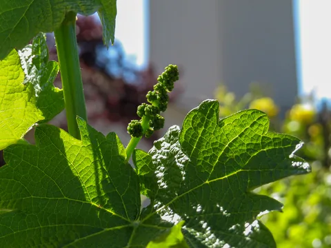 Napa Valley, Californien, USA