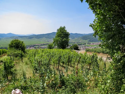 Alsace, Frankrig