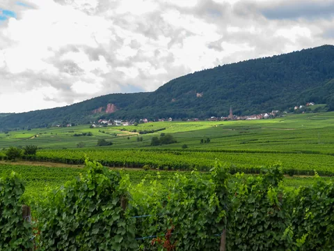 Alsace, Frankrig