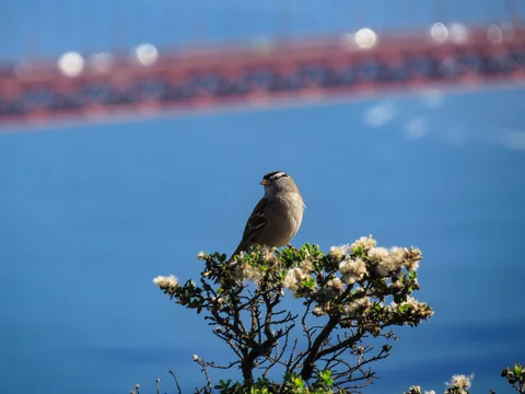 Den "vilde" natur i Marin Headlands