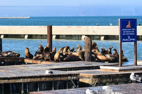 Pier 39, San Francisco, USA
