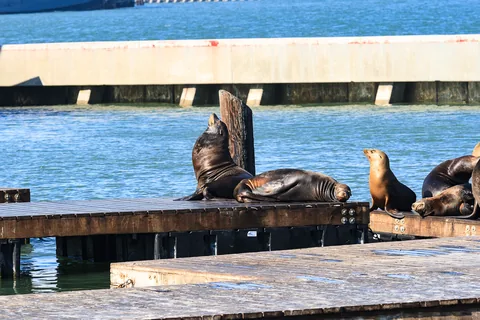 Pier 39, San Francisco, USA