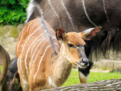 Berlin Zoo, Berlin, Tyskland