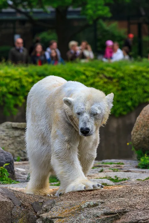 Berlin Zoo, Berlin, Tyskland