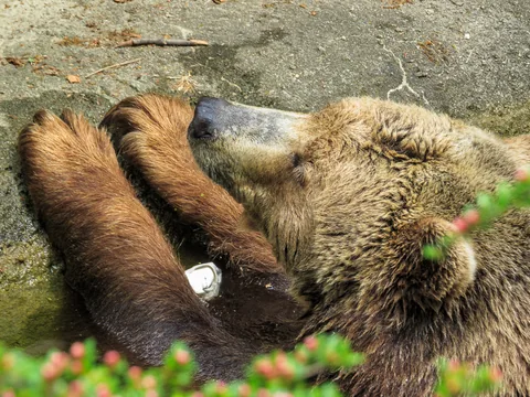 Berlin Zoo, Berlin, Tyskland