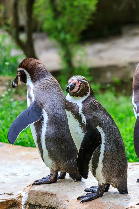 Berlin Zoo, Berlin, Tyskland