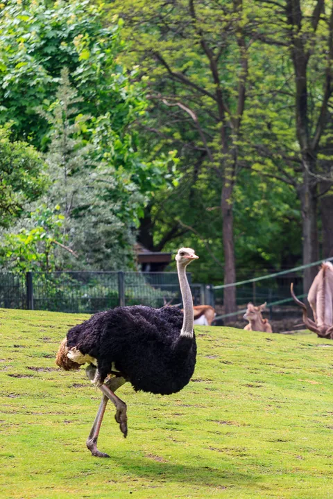 Berlin Zoo, Berlin, Tyskland