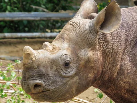 Berlin Zoo, Berlin, Tyskland