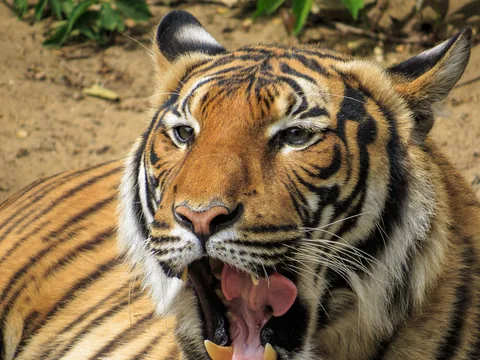 Berlin Zoo, Berlin, Tyskland