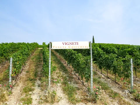 Tenuta Chiccheri, Veneto, USA
