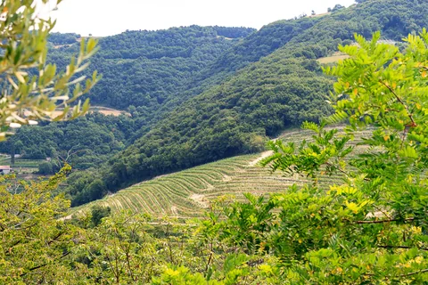 Tenuta Chiccheri, Veneto, USA