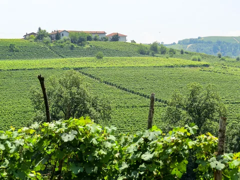 Poderi Luigi Einaudi, Dogliani, Piemonte, Italien
