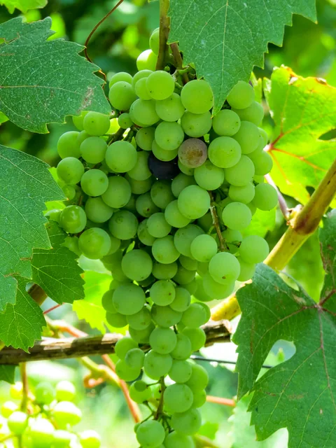 Poderi Luigi Einaudi, Dogliani, Piemonte, Italien