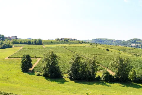 Poderi Luigi Einaudi, Dogliani, Piemonte, Italien