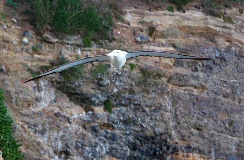 Waiwhakaheke Seabird Lookout, South Island, New Zealand