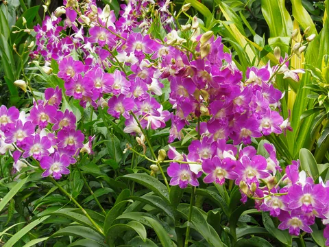 National Orchid Garden, Singapore
