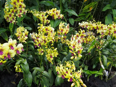 National Orchid Garden, Singapore
