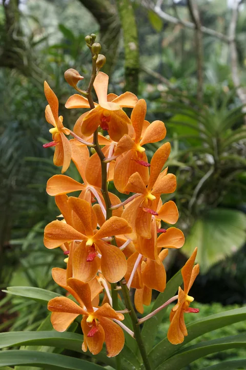 National Orchid Garden, Singapore