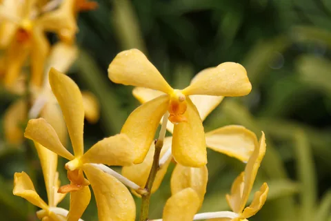 National Orchid Garden, Singapore