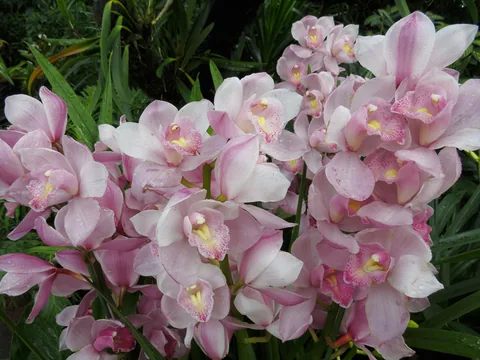 National Orchid Garden, Singapore